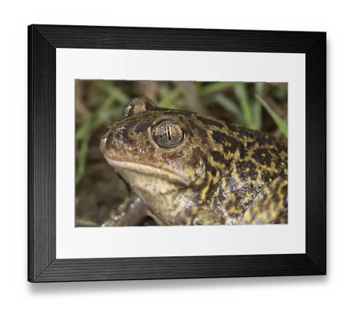 Framed Print : Western Spadefoot (Pelobates cultripes) adult, close-up of head, France, june Framed Print : Western Spadefoot (Pelobates cultripes) adult, close-up of head, France, june