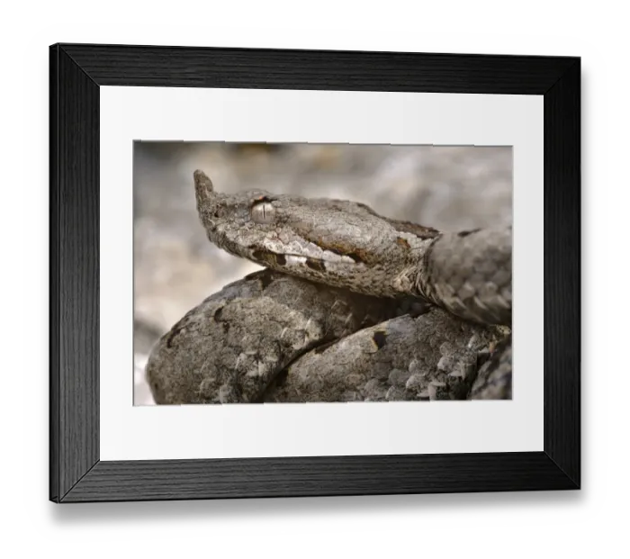 Framed Print : Nose-horned Viper (Vipera ammodytes) adult male, close-up of head, Croatia Framed Print : Nose-horned Viper (Vipera ammodytes) adult male, close-up of head, Croatia