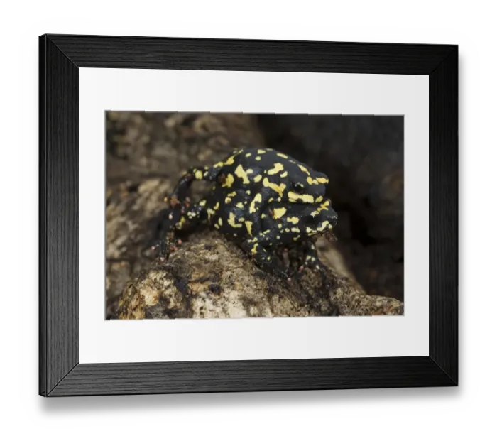 Framed Print : Chacoan Bumblebee Toad (Melanophryniscus klappenbachi) adult pair, in amplexus, native of Argentina and Paraguay (captive) Framed Print : Chacoan Bumblebee Toad (Melanophryniscus klappenbachi) adult pair, in amplexus, native of Argentina and Paraguay (captive)