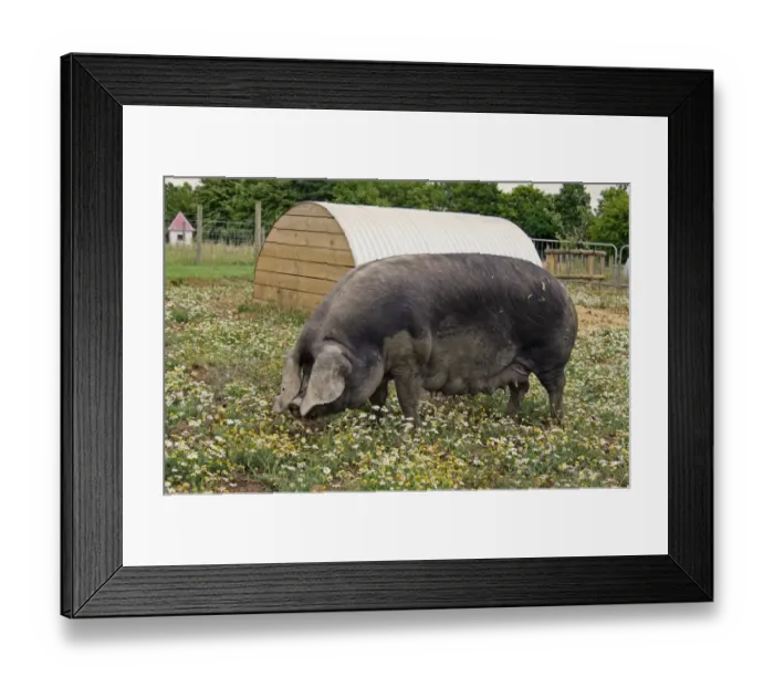 Framed Print : Domestic Pig, Large Black sow, standing in paddock beside arc, with Scentless Mayweed (Matricaria maritima) flowering, Suffolk, England, august Framed Print : Domestic Pig, Large Black sow, standing in paddock beside arc, with Scentless Mayweed (Matricaria maritima) flowering, Suffolk, England, august