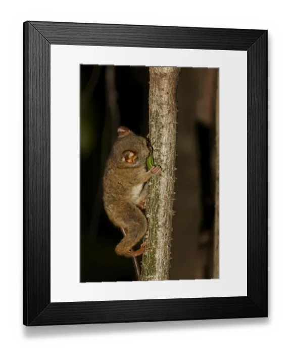 Framed Print : Spectral Tarsier (Tarsius tarsier) adult, feeding on katydid at night, Tangkoko Reserve, Sulawesi, Indonesia