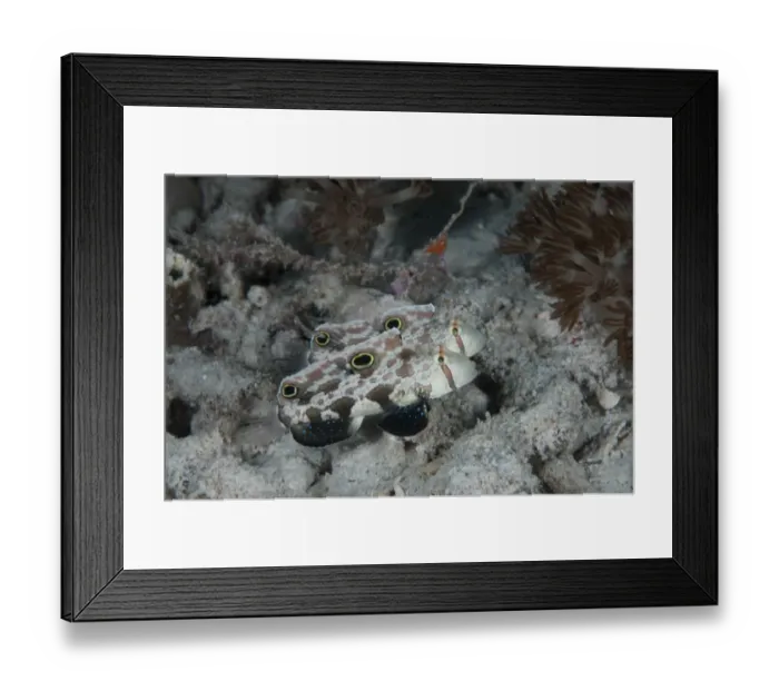 Framed Print : Twinspot Goby (Signigobius biocellatus) adult pair, swimming in reef, Arborek Jetty, Dampier Straits, Raja Ampat, West Papua, New Guinea, Indonesia