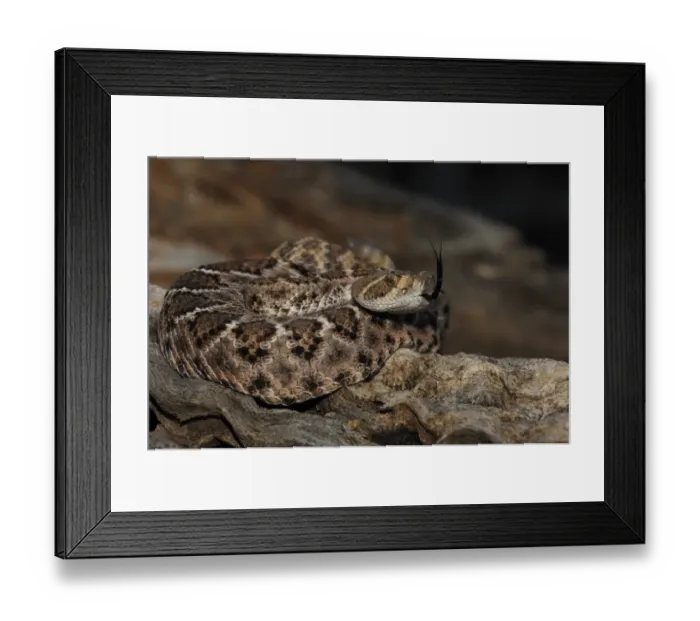 Framed Print : Western Diamondback Rattlesnake (Crotulus atrox) adult, coiled with tongue extended, Arizona, U. S. A Framed Print : Western Diamondback Rattlesnake (Crotulus atrox) adult, coiled with tongue extended, Arizona, U. S. A