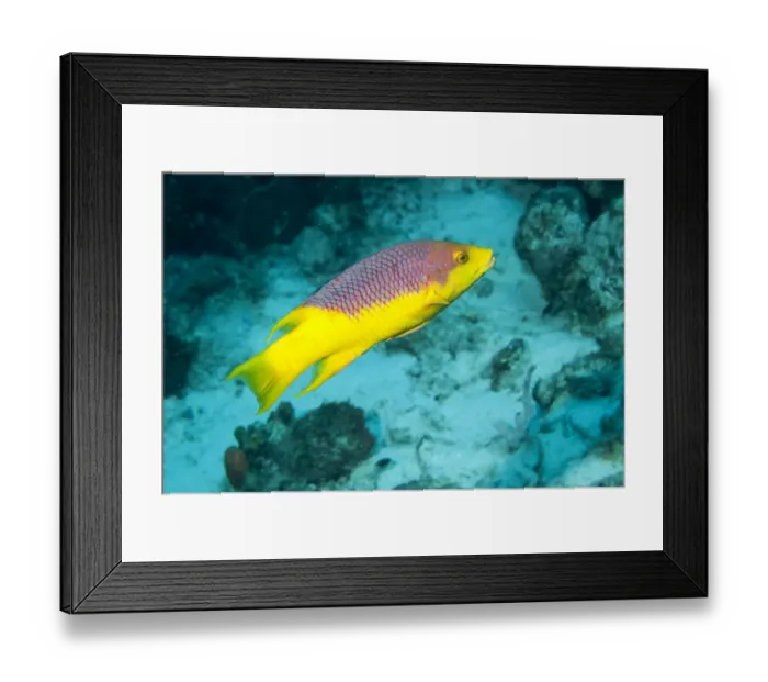 Framed Print : Spanish Hogfish (Bodianus rufus) adult, swimming over reef, Bonaire, Leeward Antilles, Lesser Antilles, Caribbean