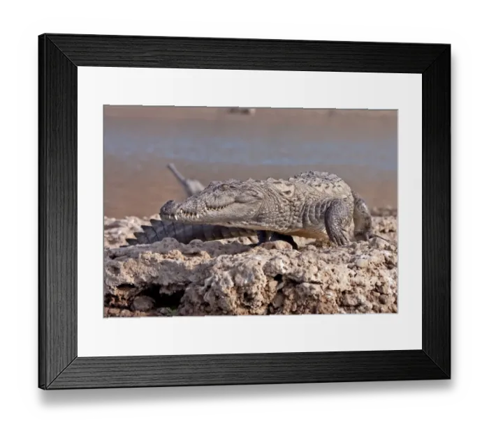 Framed Print : Marsh Crocodile (Crocodylus palustris) adult, walking at edge of river, Chambal River, Rajasthan, India, january Framed Print : Marsh Crocodile (Crocodylus palustris) adult, walking at edge of river, Chambal River, Rajasthan, India, january