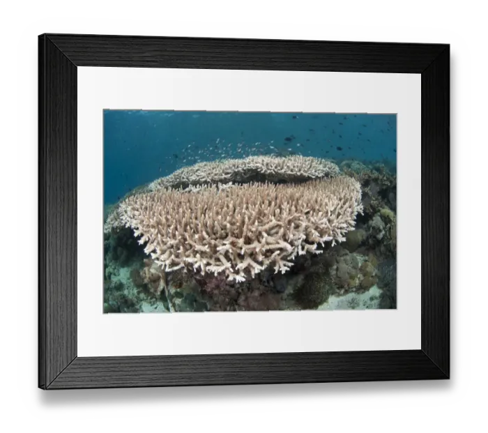 Framed Print : Staghorn Coral (Acropora robusta) and fish on reef, Pantar Island, Alor Archipelago, Lesser Sunda Islands, Indonesia Framed Print : Staghorn Coral (Acropora robusta) and fish on reef, Pantar Island, Alor Archipelago, Lesser Sunda Islands, Indonesia