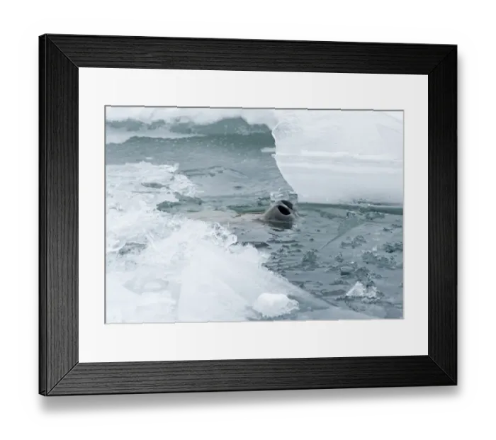 Framed Print : Weddell Seal (Leptonychotes weddellii) adult, nostrils at surface of water, breathing though hole in sea ice, Weddell Sea, Antarctica, november Framed Print : Weddell Seal (Leptonychotes weddellii) adult, nostrils at surface of water, breathing though hole in sea ice, Weddell Sea, Antarctica, november