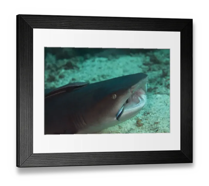 Framed Print : Whitetip Reef Shark (Triaenodon obesus) adult, close-up of head, with Sharksucker (Echeneis naucrates) attached and Bluestreak Cleaner Wrasse (Labroides dimidiatus) in mouth, Sipadan Island, Sabah, Borneo, Malaysia Framed Print : Whitetip Reef Shark (Triaenodon obesus) adult, close-up of head, with Sharksucker (Echeneis naucrates) attached and Bluestreak Cleaner Wrasse (Labroides dimidiatus) in mouth, Sipadan Island, Sabah, Borneo, Malaysia