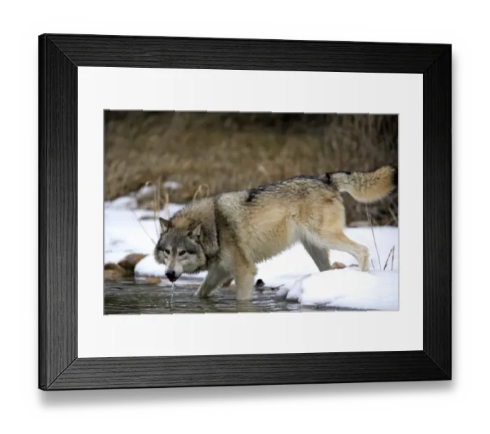Framed Print : Grey Wolf (Canis lupus) adult, drinking, standing in snow at edge of water, Montana, U. S. A. winter (captive) Framed Print : Grey Wolf (Canis lupus) adult, drinking, standing in snow at edge of water, Montana, U. S. A. winter (captive)