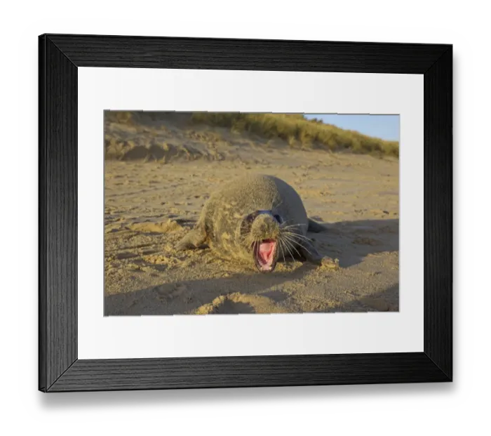 Framed Print : Grey Seal (Halichoerus grypus) adult female, with aggressive open mouth posture, covered with sand on sandy beach, Horsey, Norfolk, England, november Framed Print : Grey Seal (Halichoerus grypus) adult female, with aggressive open mouth posture, covered with sand on sandy beach, Horsey, Norfolk, England, november