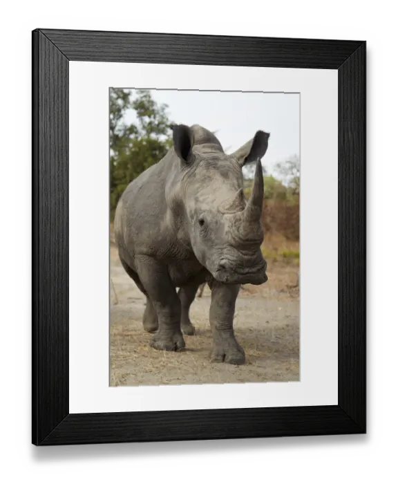 Framed Print : White Rhinoceros (Ceratotherium simum) adult, walking in dry bush, Fatalah Reserve, Senegal, january Framed Print : White Rhinoceros (Ceratotherium simum) adult, walking in dry bush, Fatalah Reserve, Senegal, january