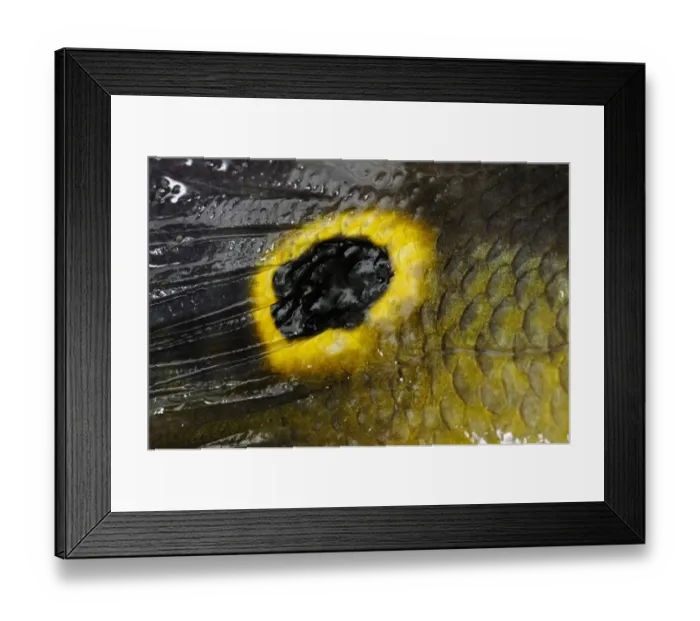 Framed Print : Peacock Bass (Cichla ocellaris) adult, close-up of eyespot on tail, Rupununi River, Guyana Framed Print : Peacock Bass (Cichla ocellaris) adult, close-up of eyespot on tail, Rupununi River, Guyana