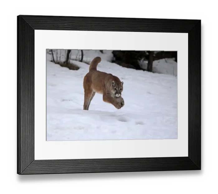 Framed Print : Puma (Felis concolor) adult, running in snow, Montana, U. S. A. winter (captive) Framed Print : Puma (Felis concolor) adult, running in snow, Montana, U. S. A. winter (captive)