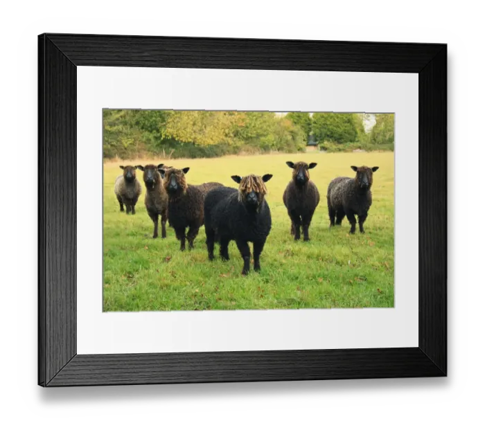 Framed Print : Domestic Sheep, Black Wensleydale, six ewes, recently shorn, standing in pasture, Bacton, Suffolk, England, october Framed Print : Domestic Sheep, Black Wensleydale, six ewes, recently shorn, standing in pasture, Bacton, Suffolk, England, october