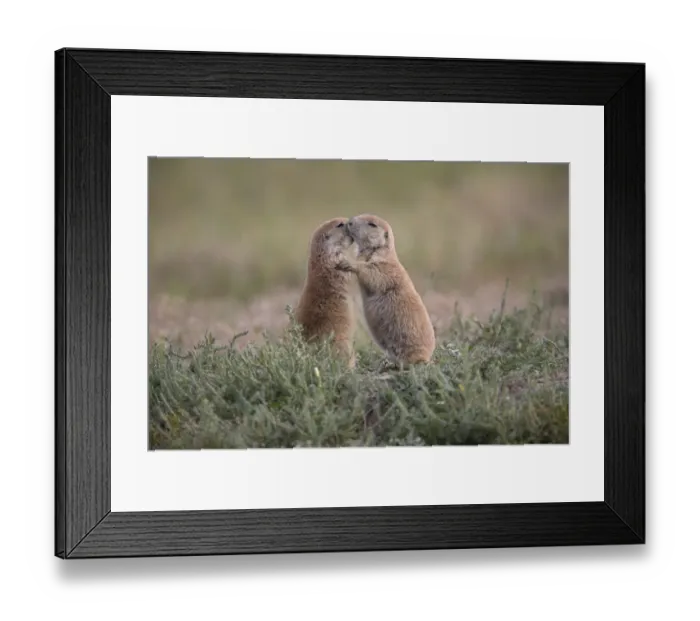 Framed Print : Black-tailed Prairie Dog (Cynomys ludovicianus) two adults, mutual grooming, North Dakota, U. S. A. august Framed Print : Black-tailed Prairie Dog (Cynomys ludovicianus) two adults, mutual grooming, North Dakota, U. S. A. august