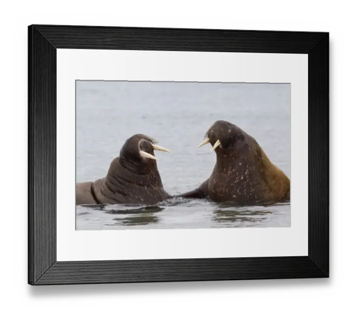 Framed Print : Atlantic Walrus (Odobenus rosmarus rosmarus) two adults, facing each other in sea, Spitzbergen, Svalbard, july