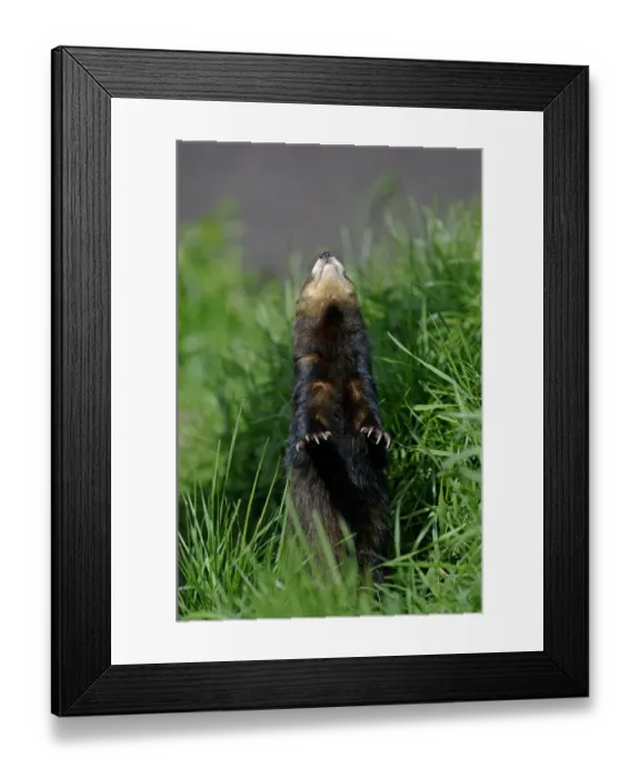 Framed Print : Western Polecat (Mustela putorius) adult, standing on hind legs, looking up at bird overhead (captive) Framed Print : Western Polecat (Mustela putorius) adult, standing on hind legs, looking up at bird overhead (captive)