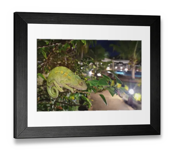 Framed Print : Panther Chameleon (Furcifer pardalis) adult, clinging to branch overlooking hotel at night, Nosy Be, Madagascar Framed Print : Panther Chameleon (Furcifer pardalis) adult, clinging to branch overlooking hotel at night, Nosy Be, Madagascar