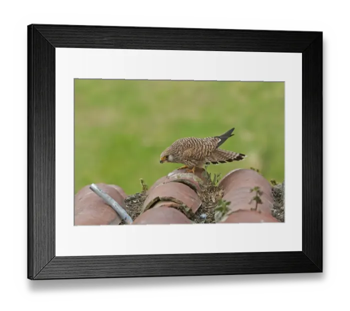 Framed Print : Lesser Kestrel (Falco naumanni) adult female, displaying ready for mating, standing on roof tiles, Extramadura, Spain, april Framed Print : Lesser Kestrel (Falco naumanni) adult female, displaying ready for mating, standing on roof tiles, Extramadura, Spain, april