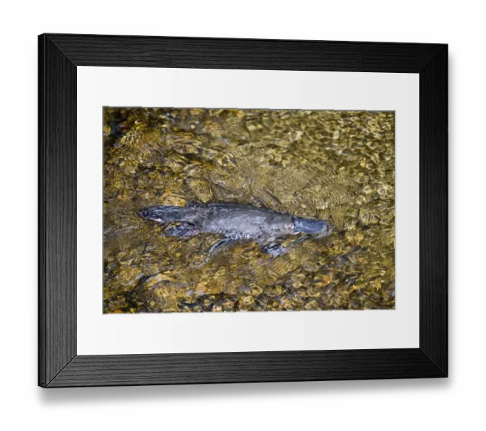 Framed Print : Platypus (Ornithorhynchus anatinus) adult, swimming, Queensland, Australia