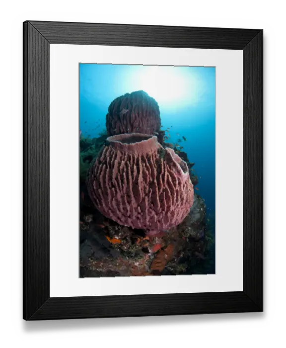 Framed Print : Red Barrel Sponge (Xestospongia testudinaria) on shipwreck, Liberty Wreck, Tulamben, Bali, Lesser Sunda Islands, Indonesia Framed Print : Red Barrel Sponge (Xestospongia testudinaria) on shipwreck, Liberty Wreck, Tulamben, Bali, Lesser Sunda Islands, Indonesia