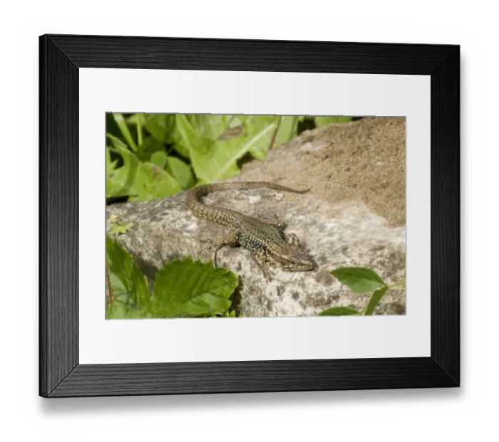 Framed Print : Common Wall Lizard (Podarcis muralis) introduced species, adult male, basking on rock, Dorset, England, may Framed Print : Common Wall Lizard (Podarcis muralis) introduced species, adult male, basking on rock, Dorset, England, may