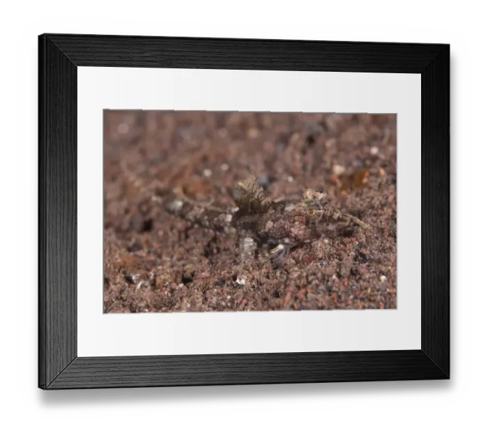 Framed Print : Superb Dragonet (Callionymus superbus) adult, resting on sand, Seraya Beach Resort, Bali, Lesser Sunda Islands, Indonesia Framed Print : Superb Dragonet (Callionymus superbus) adult, resting on sand, Seraya Beach Resort, Bali, Lesser Sunda Islands, Indonesia