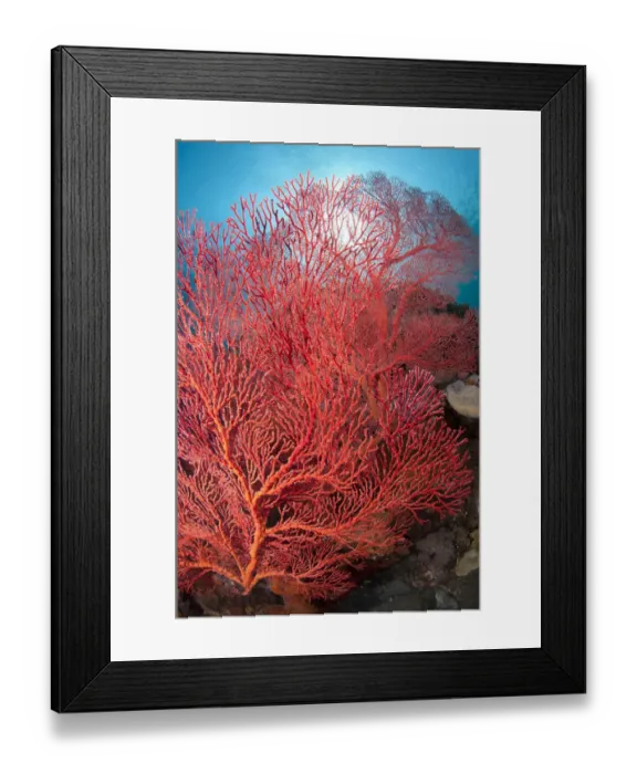 Framed Print : Red Sea-fan (Melithaea sp. ) on reef, Caldera, Komba Island, Lesser Sunda Islands, Indonesia Framed Print : Red Sea-fan (Melithaea sp. ) on reef, Caldera, Komba Island, Lesser Sunda Islands, Indonesia