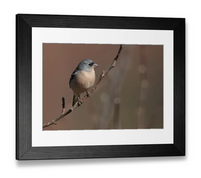Framed Print : Chaffinch (Fringilla coelebs africana) North African subspecies, adult male, perched on twig, Morocco, february Framed Print : Chaffinch (Fringilla coelebs africana) North African subspecies, adult male, perched on twig, Morocco, february