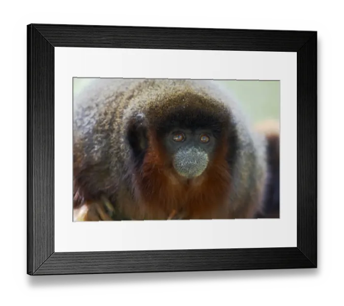 Framed Print : Coppery Titi (Callicebus cupreus) adult, close-up of head, Apenheul (captive)