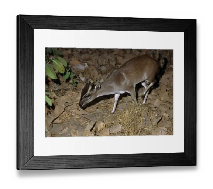 Framed Print : Maxwell's Duiker (Philantomba maxwellii) adult male, walking in undergrowth, Liberia Framed Print : Maxwell's Duiker (Philantomba maxwellii) adult male, walking in undergrowth, Liberia