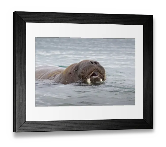 Framed Print : Atlantic Walrus (Odobenus rosmarus rosmarus) adult, swimming, breathing at surface of sea, Spitzbergen, Svalbard, july Framed Print : Atlantic Walrus (Odobenus rosmarus rosmarus) adult, swimming, breathing at surface of sea, Spitzbergen, Svalbard, july