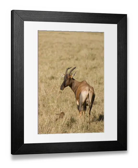 Framed Print : Topi (Damaliscus lunatus) adult female, standing beside calf resting in grass, Masai Mara National Reserve, Kenya