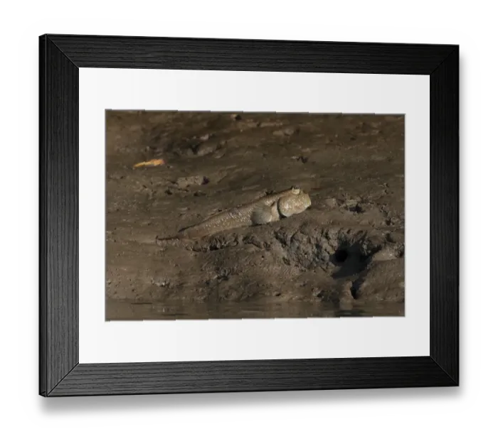 Framed Print : Giant Mudskipper (Periophthalmodon schlosseri) adult, on mudbank in mangroves, Thailand, february Framed Print : Giant Mudskipper (Periophthalmodon schlosseri) adult, on mudbank in mangroves, Thailand, february