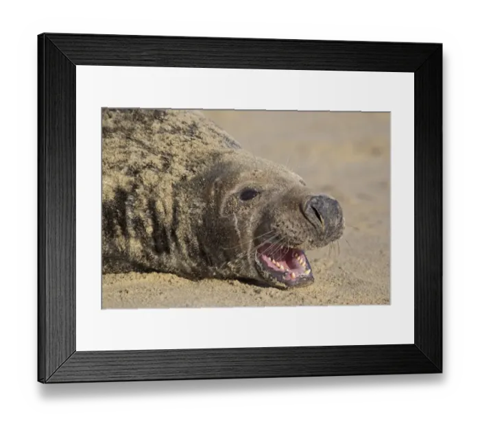 Framed Print : Grey Seal (Halichoerus grypus) adult male, close-up of head, with aggressive open mouth posture, resting on sandy beach, Horsey, Norfolk, England, november Framed Print : Grey Seal (Halichoerus grypus) adult male, close-up of head, with aggressive open mouth posture, resting on sandy beach, Horsey, Norfolk, England, november