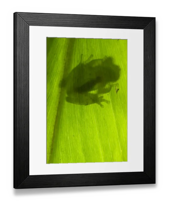 Framed Print : Berger's Glass Frog (Hyalinobatrachium bergeri) adult male, clinging to underside of leaf overhanging mountain stream, Departemento Cuzco, Andes, Peru