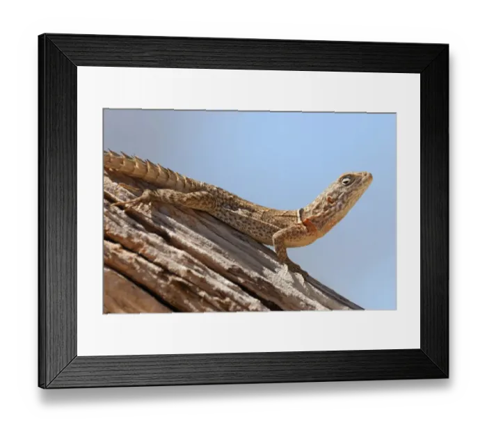 Framed Print : Madagascar Swift Iguana (Oplurus cyclurus) adult, on trunk in dry deciduous forest, Ankarafantsika N. P. Northwest Madagascar, july Framed Print : Madagascar Swift Iguana (Oplurus cyclurus) adult, on trunk in dry deciduous forest, Ankarafantsika N. P. Northwest Madagascar, july