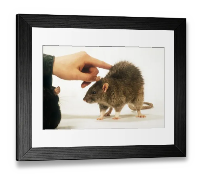 Framed Print : Domestic Rat, adult, with owners hand touching back Framed Print : Domestic Rat, adult, with owners hand touching back
