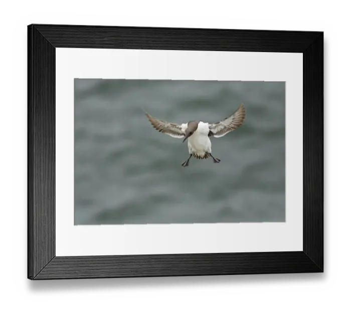Framed Print : Common Guillemot (Uria aalge) adult, in flight, landing on cliff, Fowlsheugh RSPB Reserve, Kincardineshire, Grampian, Scotland