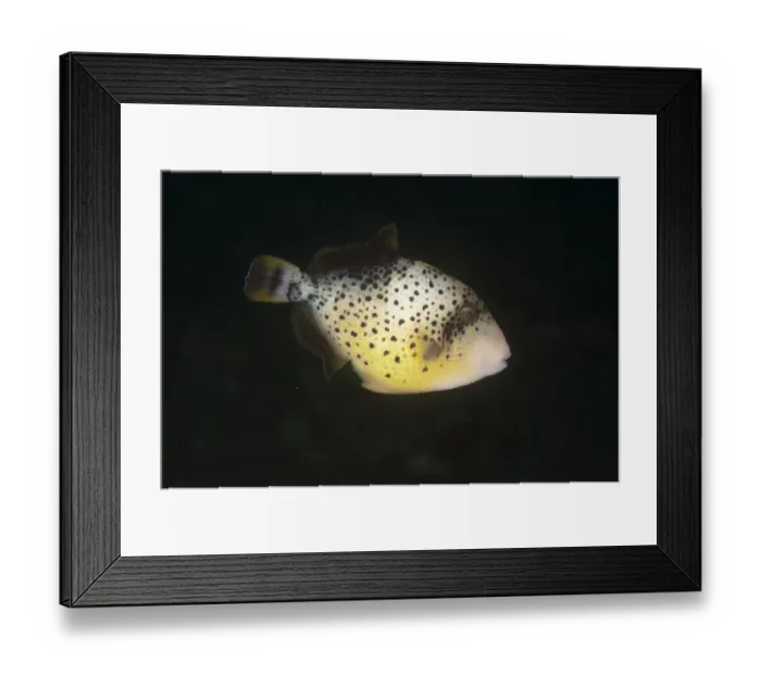 Framed Print : Yellowmargin Triggerfish (Pseudobalistes flavimarginatus) subadult, swimming, Ambon Island, Maluku Islands, Banda Sea, Indonesia Framed Print : Yellowmargin Triggerfish (Pseudobalistes flavimarginatus) subadult, swimming, Ambon Island, Maluku Islands, Banda Sea, Indonesia