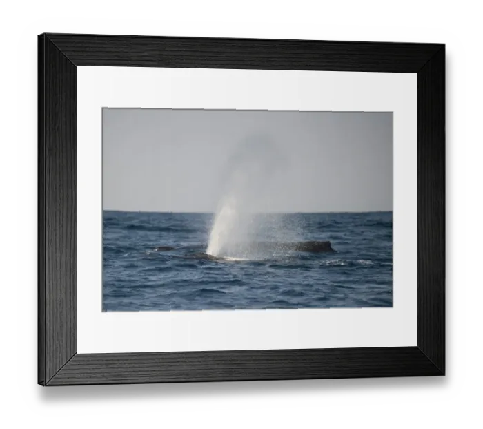 Framed Print : Humpback Whale (Megaptera novaeangliae) two adults, spouting at surface of sea, offshore Port St. Johns, Wild Coast, Eastern Cape (Transkei), South Africa Framed Print : Humpback Whale (Megaptera novaeangliae) two adults, spouting at surface of sea, offshore Port St. Johns, Wild Coast, Eastern Cape (Transkei), South Africa