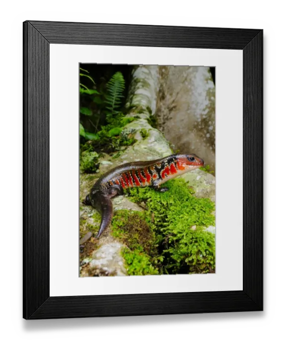 Framed Print : Fire Skink (Lepidothyris hinkeli) adult, standing on buttress roots in montane rainforest, Nyungwe Forest N. P. Rwanda Framed Print : Fire Skink (Lepidothyris hinkeli) adult, standing on buttress roots in montane rainforest, Nyungwe Forest N. P. Rwanda