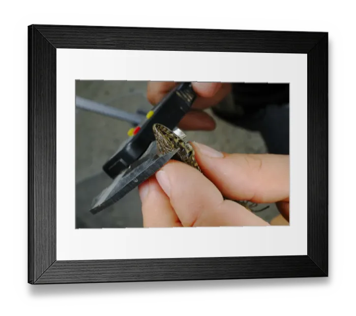 Framed Print : Common Wall Lizard (Podarcis muralis) adult, with herpetologist measuring head height during field study, Italy, september Framed Print : Common Wall Lizard (Podarcis muralis) adult, with herpetologist measuring head height during field study, Italy, september