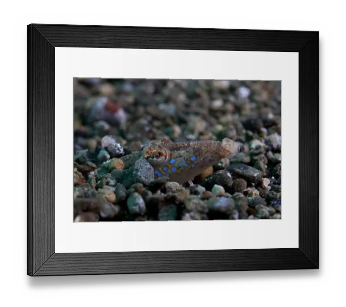Framed Print : Spotted Sand-diver (Trichonotus setiger) adult, buried in sand, Ambon Island, Maluku Islands, Banda Sea, Indonesia Framed Print : Spotted Sand-diver (Trichonotus setiger) adult, buried in sand, Ambon Island, Maluku Islands, Banda Sea, Indonesia