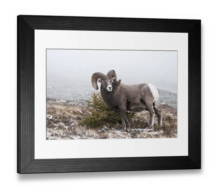 Framed Print : Bighorn Sheep (Ovis canadensis) adult male, standing beside conifer in snow, Jasper N. P. Alberta, Canada, october Framed Print : Bighorn Sheep (Ovis canadensis) adult male, standing beside conifer in snow, Jasper N. P. Alberta, Canada, october