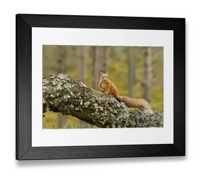 Framed Print : Eurasian Red Squirrel (Sciurus vulgaris) adult, standing on branch in pine forest, Scotland, october