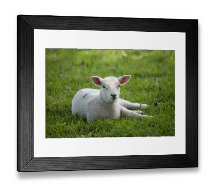 Framed Print : Domestic Sheep, Texel cross lamb, resting in pasture, Chipping, Lancashire, England, april Framed Print : Domestic Sheep, Texel cross lamb, resting in pasture, Chipping, Lancashire, England, april