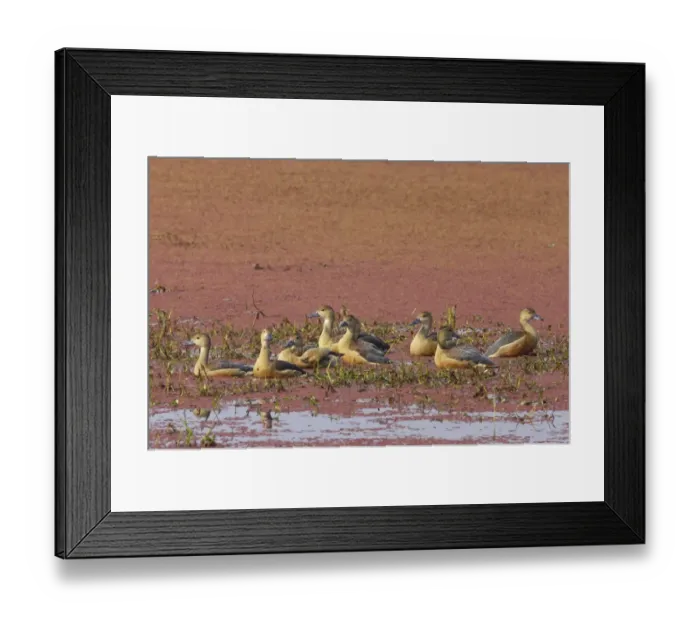 Framed Print : Lesser Whistling-duck (Dendrocygna javanica) adults, flock in shallow water on marshland, Keoladeo Ghana N. P. (Bharatpur), Rajasthan, India Framed Print : Lesser Whistling-duck (Dendrocygna javanica) adults, flock in shallow water on marshland, Keoladeo Ghana N. P. (Bharatpur), Rajasthan, India