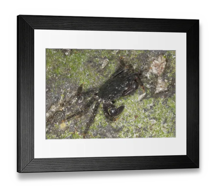 Framed Print : East Atlantic Sally Lightfoot Crab (Grapsus adscensionis) immature, feeding on rocky shore, Pico Island, Azores, august Framed Print : East Atlantic Sally Lightfoot Crab (Grapsus adscensionis) immature, feeding on rocky shore, Pico Island, Azores, august