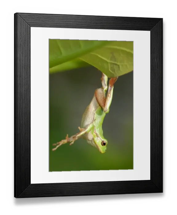 Framed Print : Italian Treefrog (Hyla intermedia) adult, hanging from leaf, Italy, april